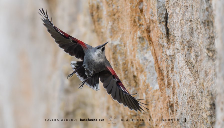 Urkiolan gustura jasotzen ditugun bisitak. Amaraun-txori edo Harkaitz-txori txiki bezain polita.
#harkaitztxoria #treparriscos #tichodromamuraria #wallcreeper #pelaroques #Urkiola #EuskalHerria #basafauna #PaysBasque #BasqueCountry