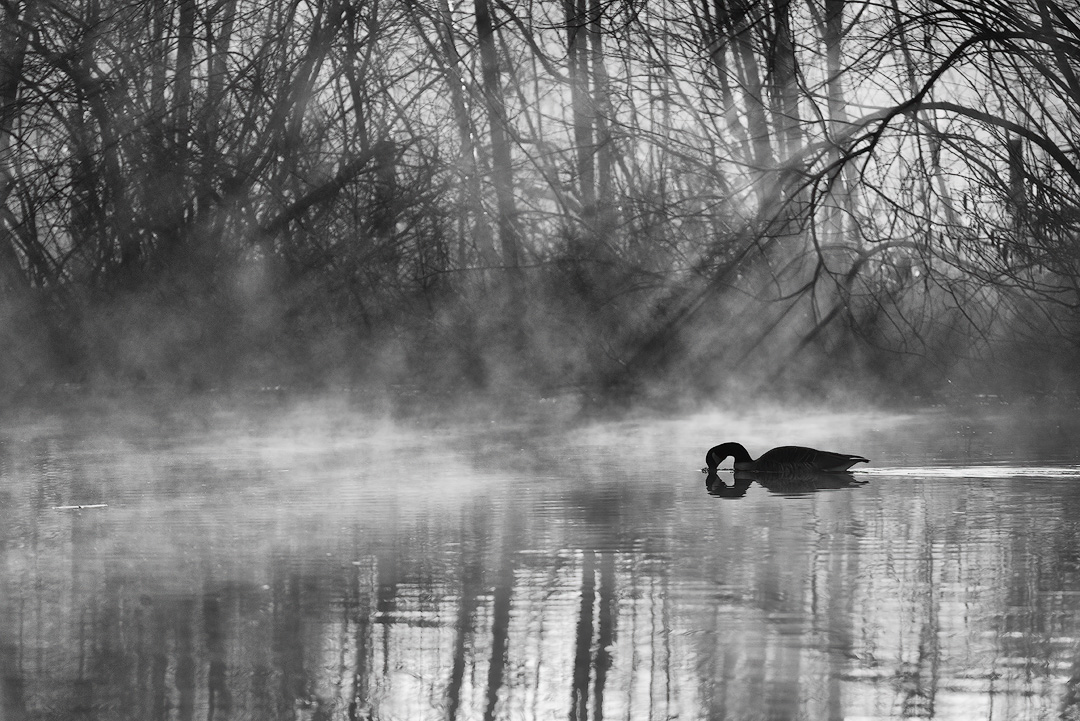 Looking for breakfast