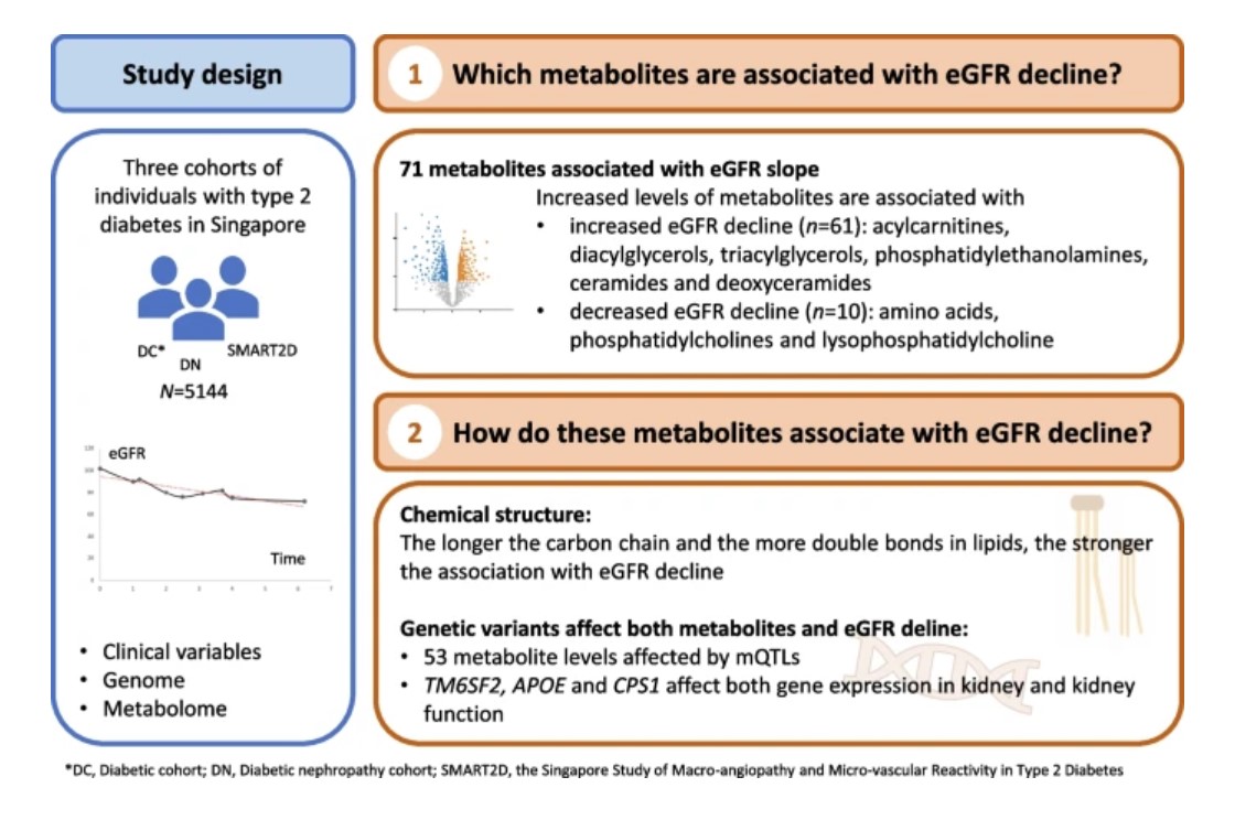 Metabolomics and genetics analyses identified metabolite biomarkers associated with kidney function decline and their genetic determinants in multi-ethnic Asian individuals with type 2 diabetes #T2D #CKD #DiabetesResearch #Metabolomics #Genetics tinyurl.com/3dp7ps46