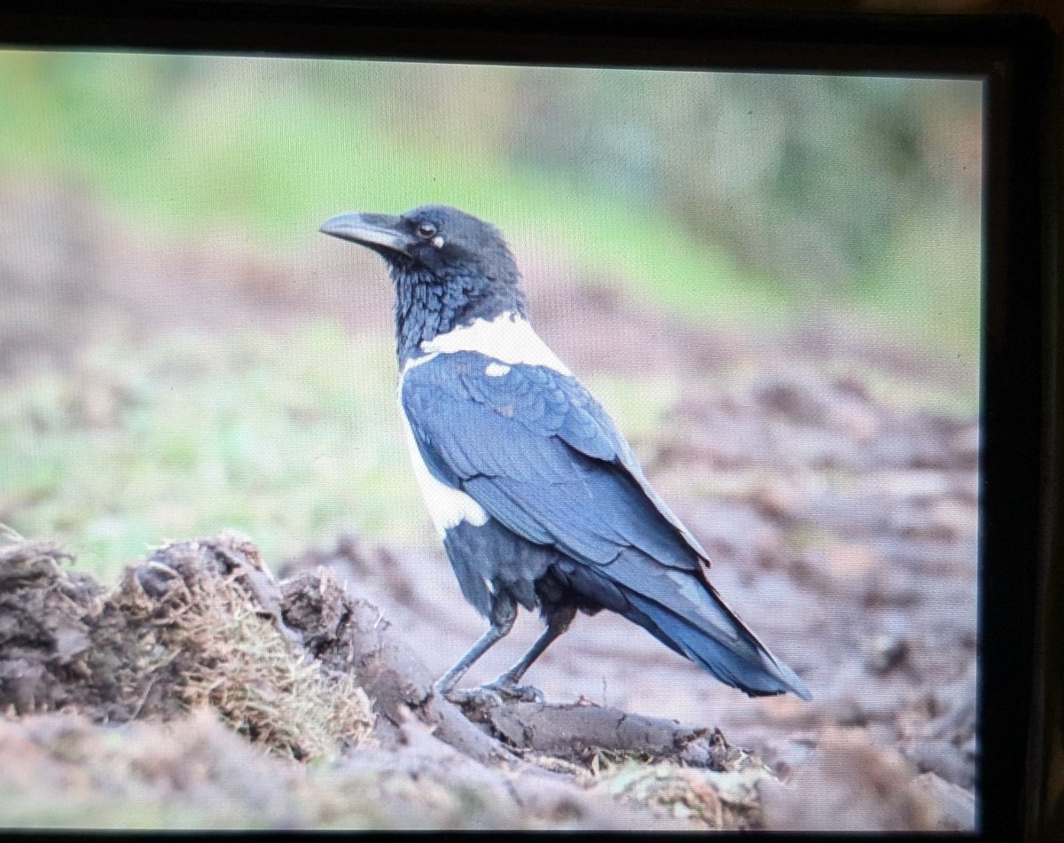 The Pied Crow reported yesterday is still between the lighthouse and Houme herb this morning. Photo ( back of camera )JH.