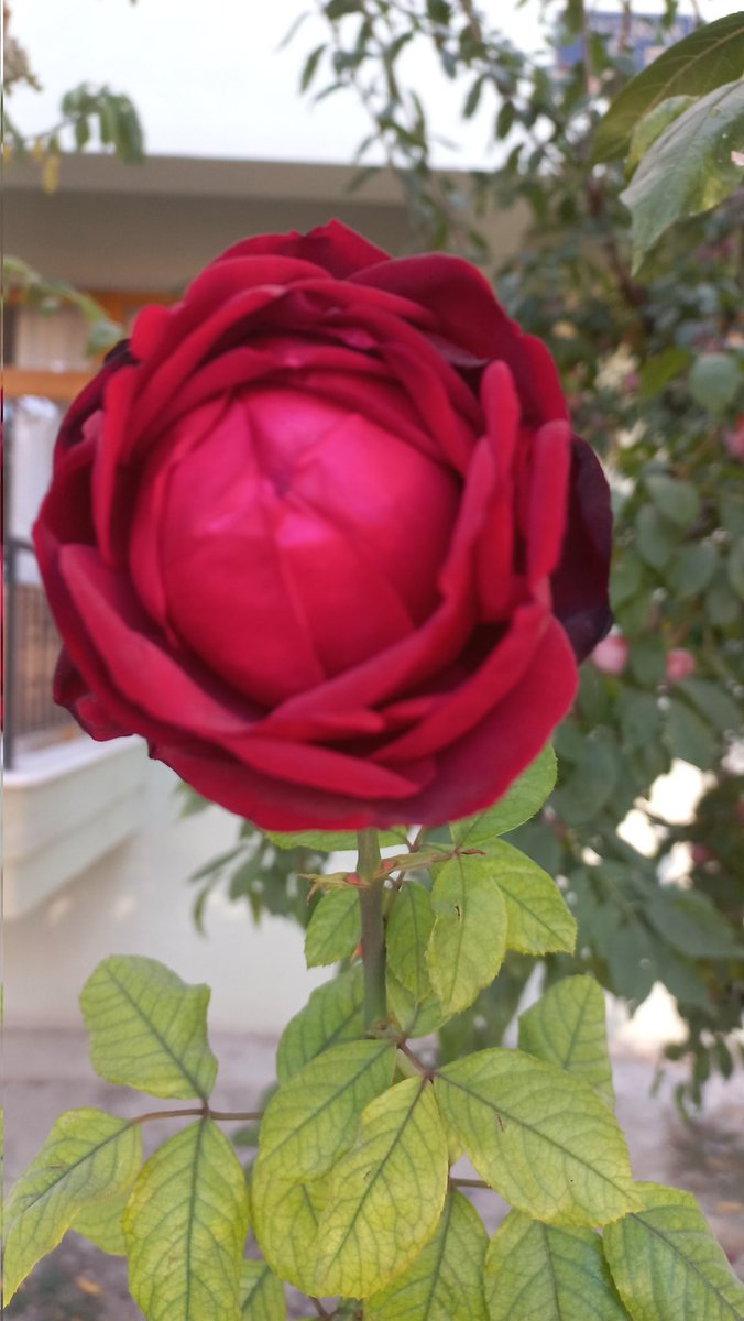 #Cuma'mız AŞK ola..