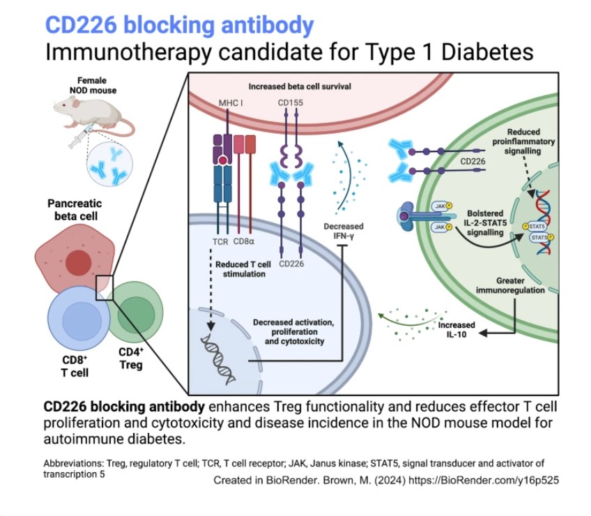 α-CD226 protects against #T1D in NOD mice. Considerations for future translation by <a href="/BrownMatthewE/">Matthew Brown</a> <a href="/PuchongThi/">Puchong Thirawatananond</a> <a href="/leeanadenise1/">leeanadenise</a> <a href="/rbacher/">Rhonda Bacher</a> <a href="/BruskoMaigan/">Maigan</a> <a href="/Mel_Shapiro_PhD/">Melanie Shapiro</a> <a href="/Bruskolab/">Todd M. Brusko</a> and thanks to <a href="/NIDDKgov/">NIDDK</a> <a href="/DiabetesRsrch/">Diabetes Research</a> <a href="/BreakthroughT1D/">Breakthrough T1D</a> <a href="/ADA_DiabetesPro/">American Diabetes Association - DiabetesPro</a> tinyurl.com/mu4ykzk5 🔓