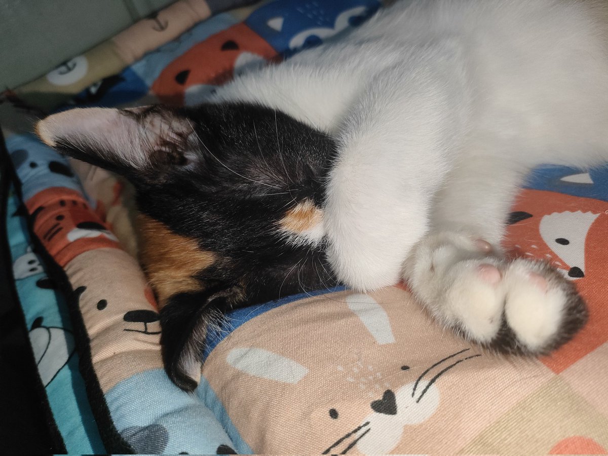 yogajnugraha's tweet image. Klo tidur matanya ilang... #kcg #jeni