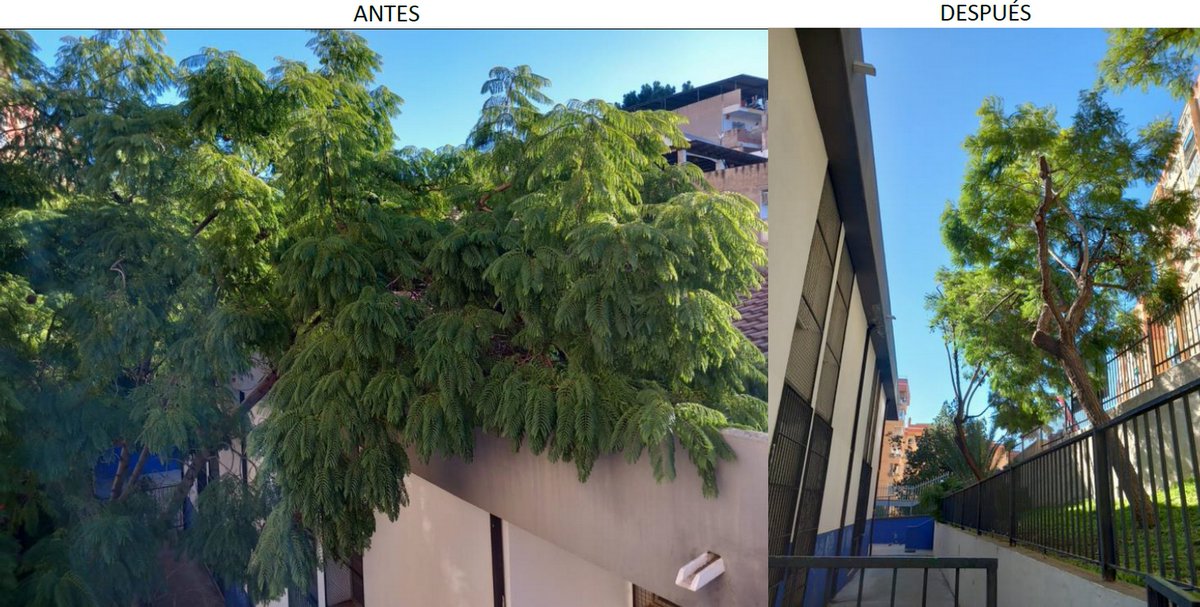 Talher_'s tweet photo. Porque solo permitimos que Papa Noel se encarame por las terrazas y tejados, nuestro equipo de mantenimiento de arbolado en #Málaga ha realizado trabajos de poda de gálibo y fachada.
#Jardinería #Poda #Talher https://t.co/KgfGihxABU