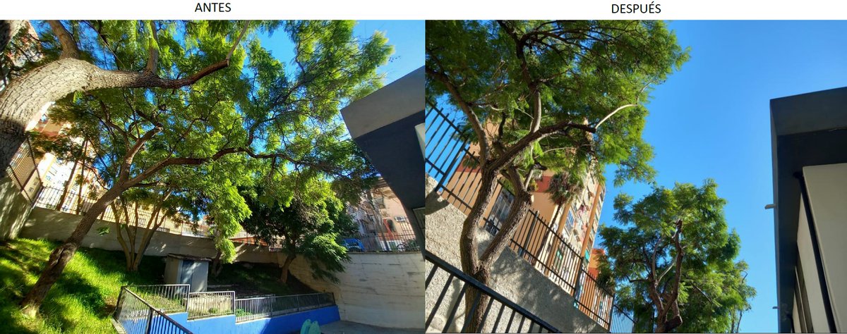 Talher_'s tweet photo. Porque solo permitimos que Papa Noel se encarame por las terrazas y tejados, nuestro equipo de mantenimiento de arbolado en #Málaga ha realizado trabajos de poda de gálibo y fachada.
#Jardinería #Poda #Talher https://t.co/KgfGihxABU