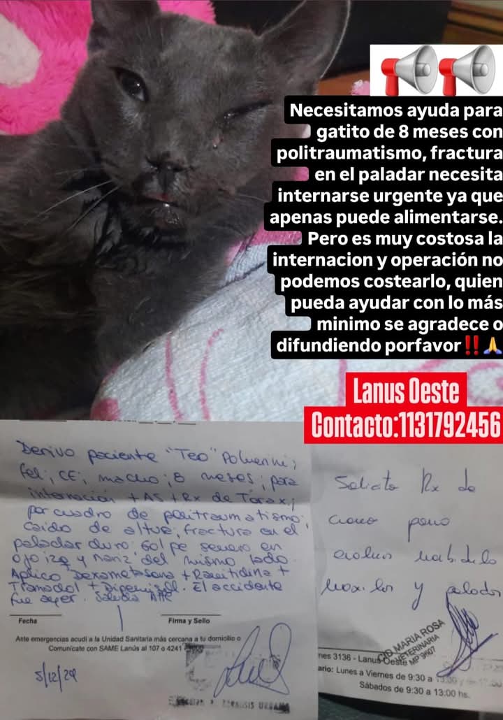 DeGatitos_'s tweet photo. Gatito rescatado en muy mal estado.
Necesita ayuda, esta todo roto.
Zona Lanus Oeste.
contacto: Pamela - 11 5798-1282
Si alguien puede ayudar, todo sirve.
#TransitoParaGatito https://t.co/nK6lsDDWGG