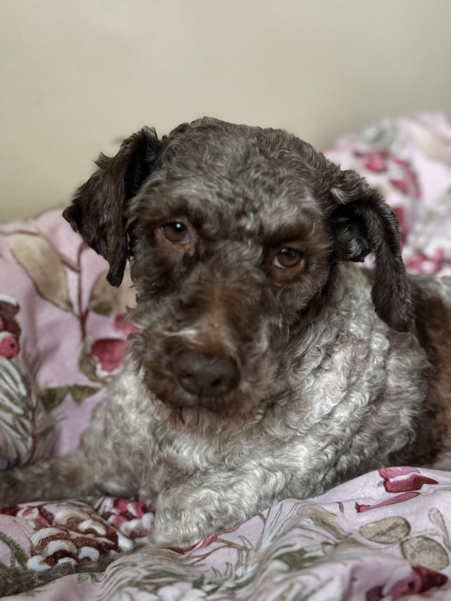 Meet Donna - a very beautiful girl we believe to be a Spanish water dog cross. 
DOTS took her in after a horrendous life kept in a kennel 24/7 and then the owner wanted rid of. We were concerned she would end up in the wrong hands so I took that decision to take her in as I also