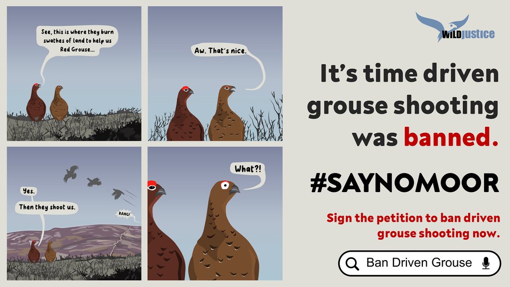 It's time driven grouse shooting was banned, don't you think? 

We're heading towards 30,000 signatures. Please add your name &amp; share: petition.parliament.uk/petitions/7000… 
#SayNoMoor