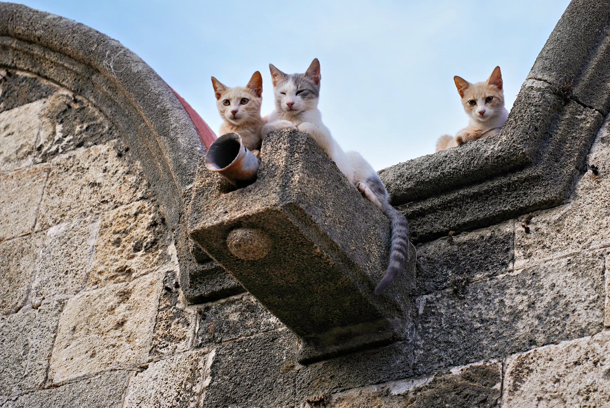 timdiss's tweet photo. Rhodes, Greece. #cats #catsofgreece #greece https://t.co/M6t1bo16dx