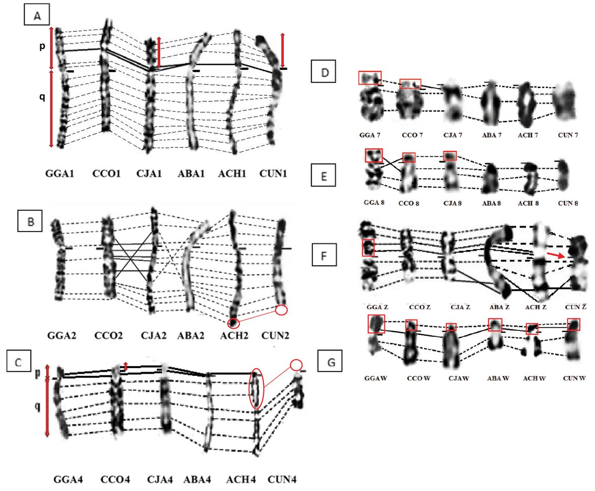 CompCytogen's tweet photo. Exploring chromosomal rearrangements in five Galliformes species and the endangered Houbara bustard, this study showcases the power of banding #cytogenetics for understanding avian evolution and species #conservation.

🔗 https://t.co/ZfBb5vS1H4 https://t.co/NLl8HEtYMx