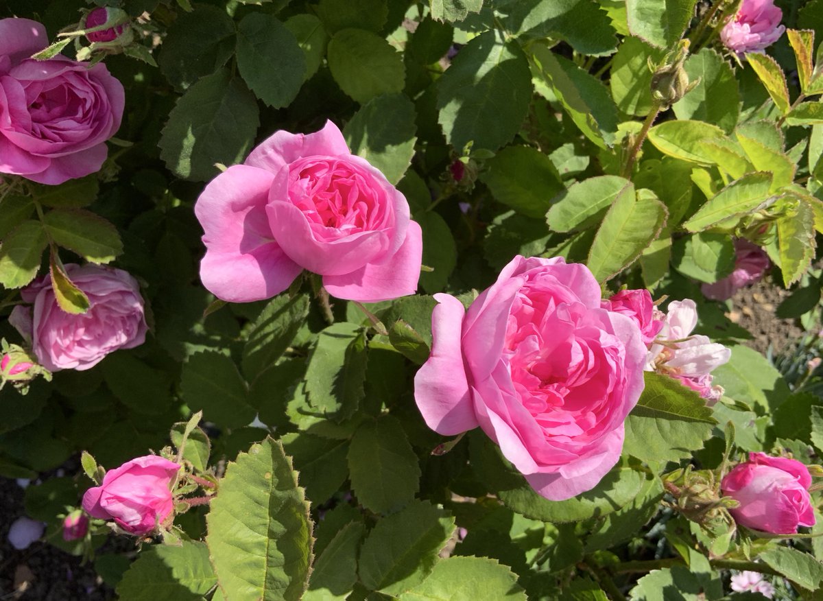 rosesukroses's tweet photo. ‘Spong’, bred by Spong, 1805. Very fragrant. Centifolia #roses are also known as ‘Cabbage’ or ‘Provence’. Said to have first appeared in the late 16thC as a cross between the Autumn Damask & an Alba rose.
Have a good day everyone, take care.
#roseadvent #PinkFriday
@kgimson https://t.co/oq30wZ2Cro