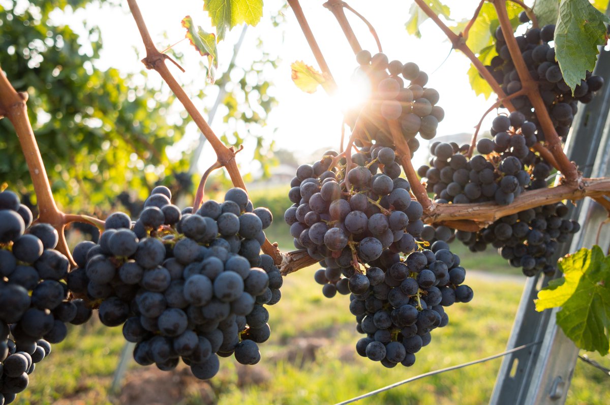 📷 [PRACTICE ABSTRACT] #nanoparticles products, an interesting #technology to fight against downy and powdery #mildew in #grapevines!

Read more: cutt.ly/ieXA9asj

#innovation #sustainableagriculture #pesticides