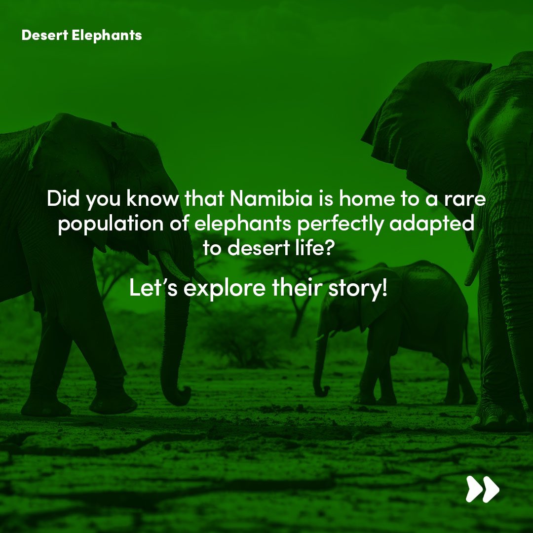 Farmeasytz's tweet photo. #KNOWAFRIKA
Namibia’s desert elephants—rare giants sculpted by the harsh sands, masters of survival in an unforgiving wilderness. https://t.co/y49ErbWS8p
