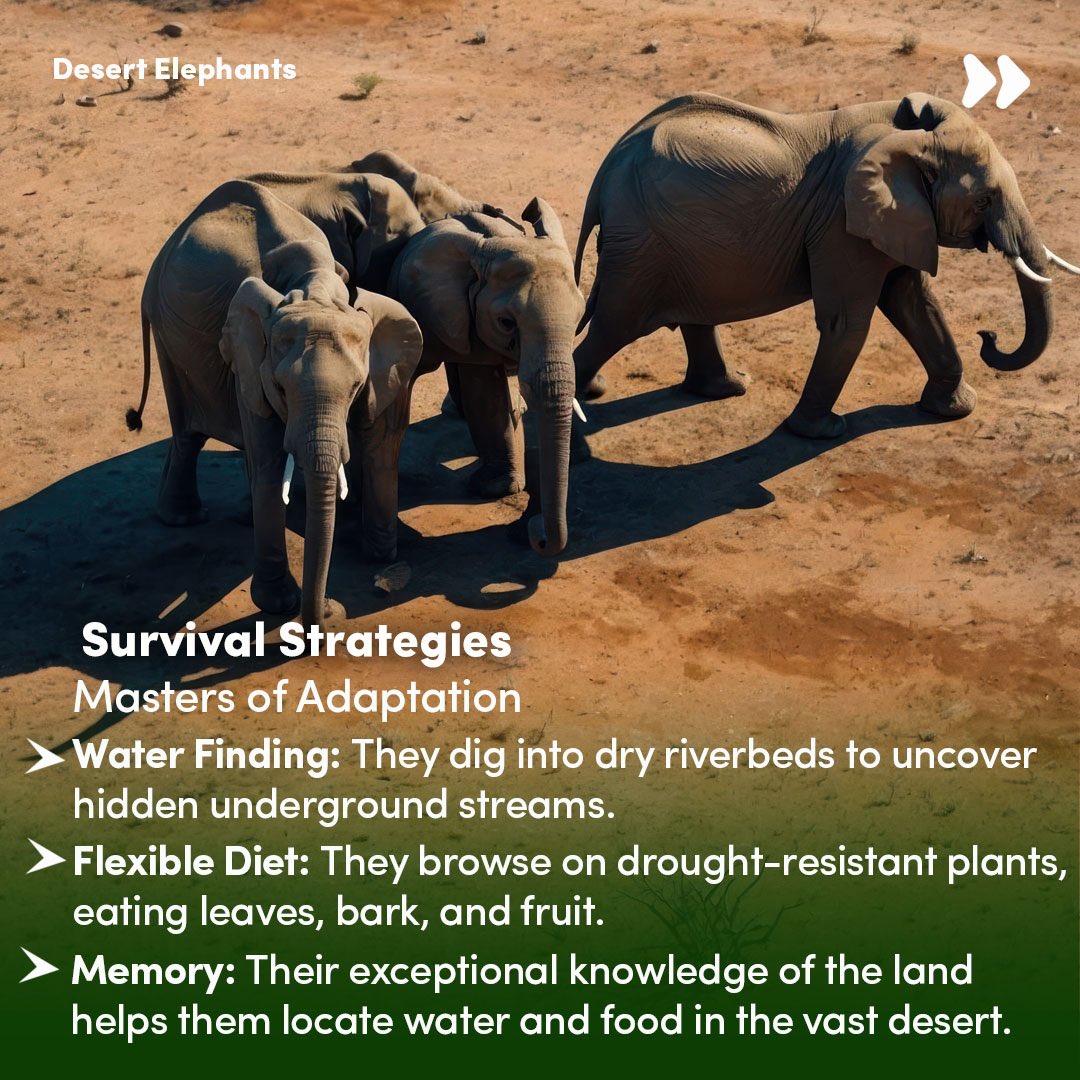 Farmeasytz's tweet photo. #KNOWAFRIKA
Namibia’s desert elephants—rare giants sculpted by the harsh sands, masters of survival in an unforgiving wilderness. https://t.co/y49ErbWS8p