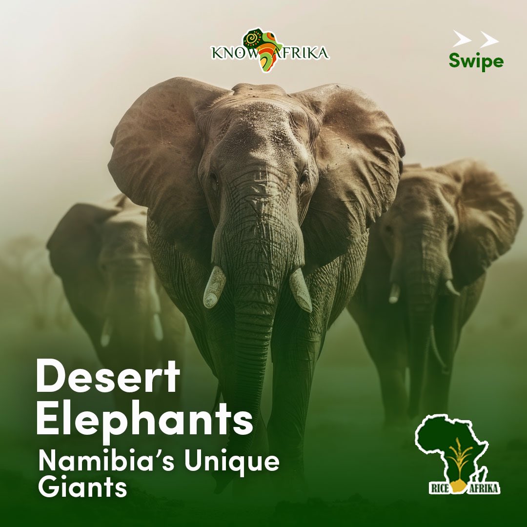 Farmeasytz's tweet photo. #KNOWAFRIKA
Namibia’s desert elephants—rare giants sculpted by the harsh sands, masters of survival in an unforgiving wilderness. https://t.co/y49ErbWS8p