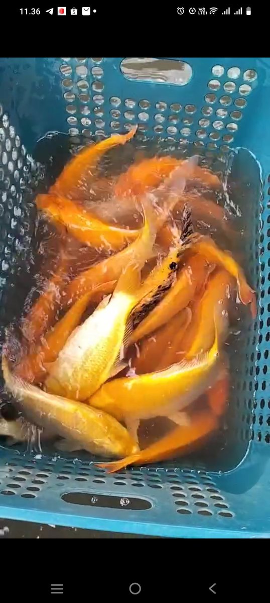 meinitadmk79's tweet photo. Kamis, 24 Oktober 2024
Panen ikan mas di Pokdakan Serep Jaya kelurahan Nagahuta Timur kec. Siantar Marimbun
Panen 80 kg size 3 ekor/kg harga Rp 38.000/kg padat tebar 300 ekor
#LuhkanKotaPematangsiantar
#GiatLuhkanSarminkalMedan
#BPPPSDM https://t.co/d67oLRrBru