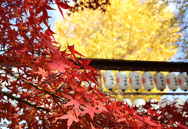 etokomap's tweet photo. 京都・伏見とその周辺の大銀杏さんぽ
https://t.co/S4RB8jz5EF

京都いいとこマップ冬号は市バス20号系統で巡る京都散策を特集しています。そのなかでご紹介している三栖神社さんも與杼神社さんも銀杏の名所。その両神社とともに周辺の銀杏名所をいくつか巡ってみました。
#京都 https://t.co/iW6Gugc08e