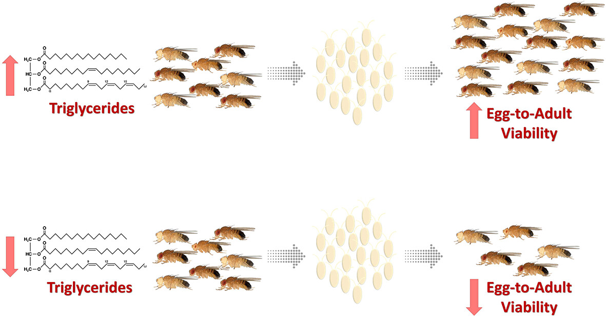 Physiological Entomology (@physiol_ent) on Twitter photo New research shows circulating triacylglycerides influence egg-to-adult viability in Drosophila melanogaster🪰
doi.org/10.1111/phen.1…
<a href="/WileyEcolEvol/">Wiley Ecology & Evolution</a> <a href="/RoyEntSoc/">Royal Entomological Society</a> New research shows circulating triacylglycerides influence egg-to-adult viability in Drosophila melanogaster🪰
doi.org/10.1111/phen.1…
<a href="/WileyEcolEvol/">Wiley Ecology & Evolution</a> <a href="/RoyEntSoc/">Royal Entomological Society</a>