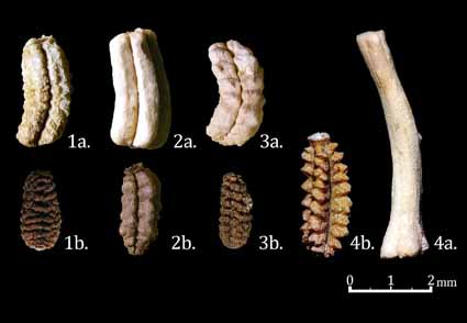 Taxonomic assessment and historical context of Reichardia intermedia (#Asteraceae) in the Canary Islands 
phytotaxa.mapress.com/pt/article/vie…