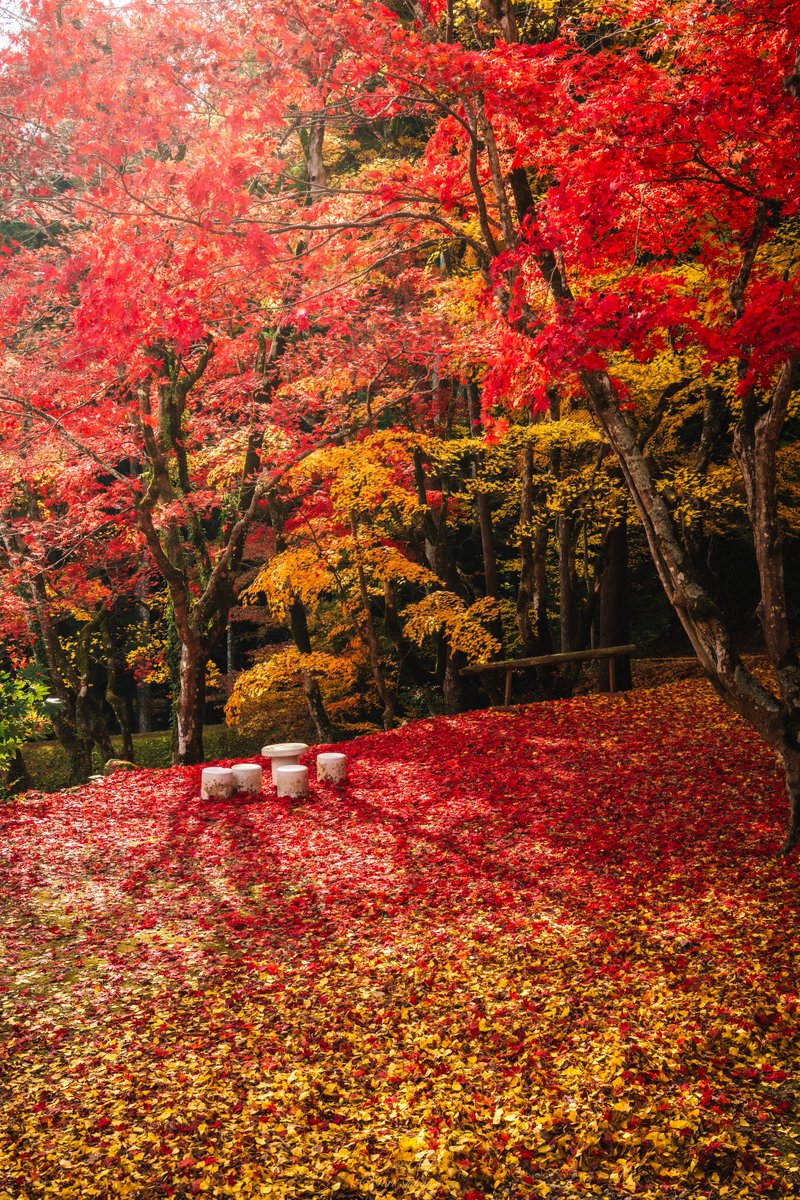 「紅葉は散り際が美しい。」とはまさにこの事。