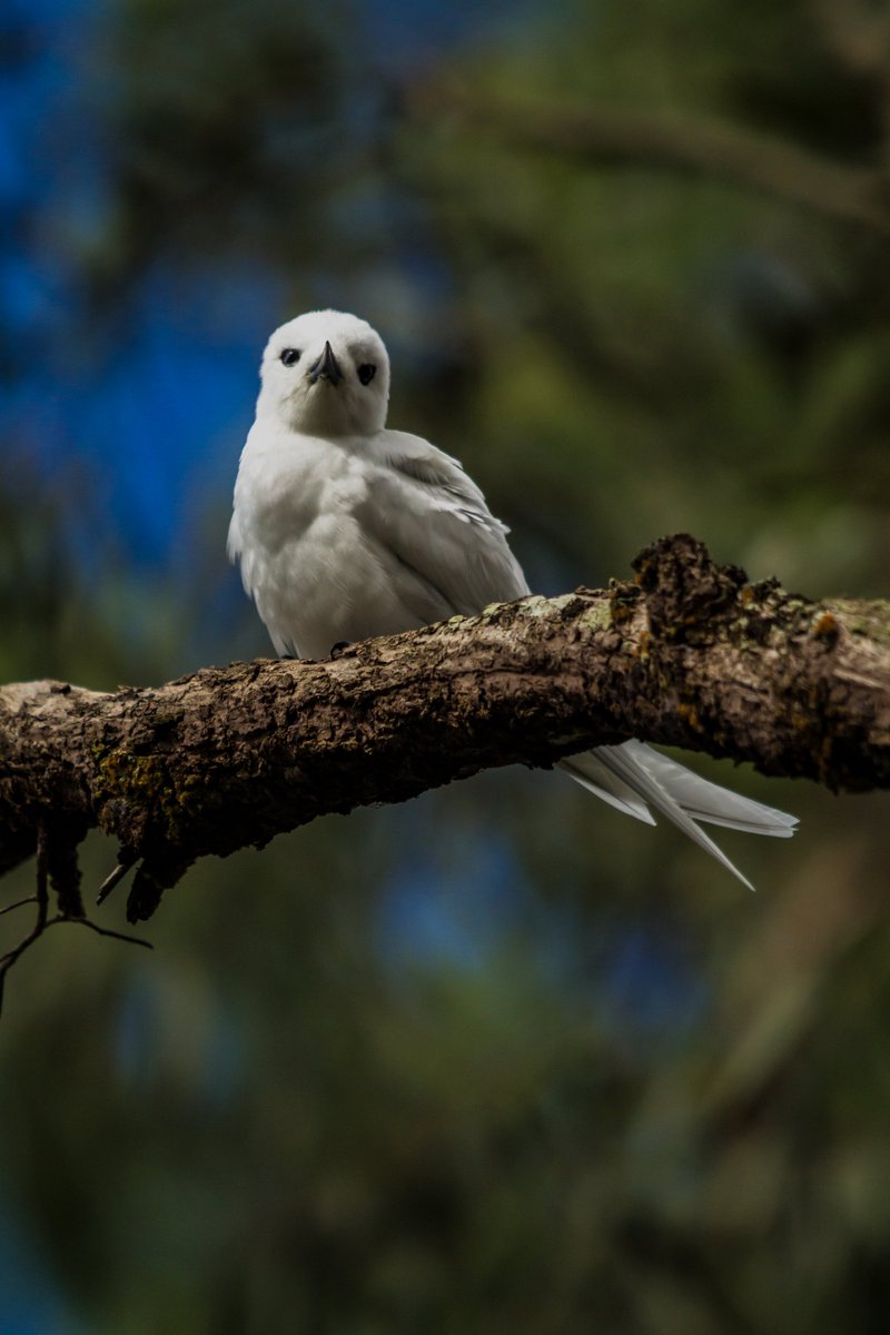 Ascension Conservation tweet media