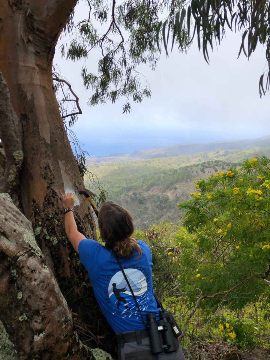 Ascension Conservation tweet media