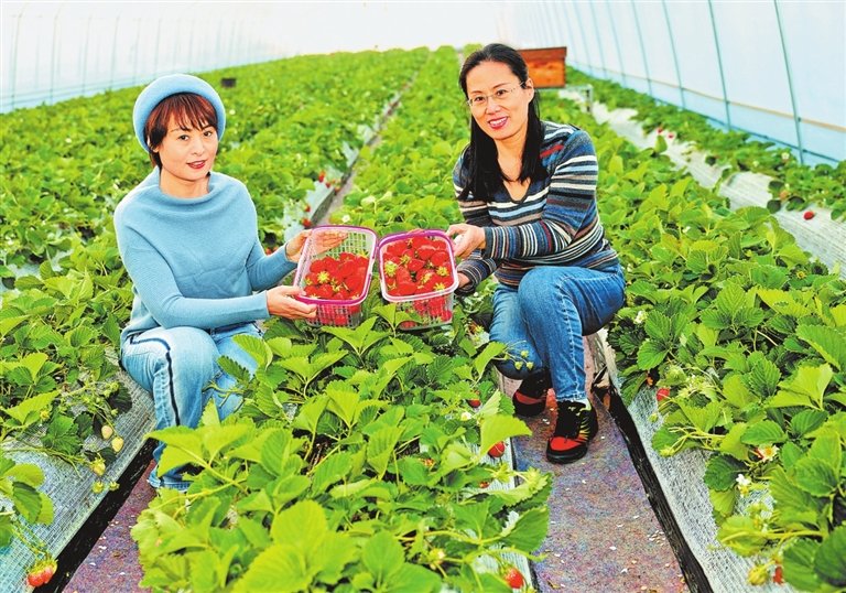 HenanAmazing's tweet photo. Tourists are picking strawberries at Xihe Farm in Guxing town, Zhengzhou city, Central #China's #Henan province. The town has adopted a model of "village collective organization + cooperative + greenhouse specialty planting" to promote the development of facility #agriculture. https://t.co/Ez92w9T70X