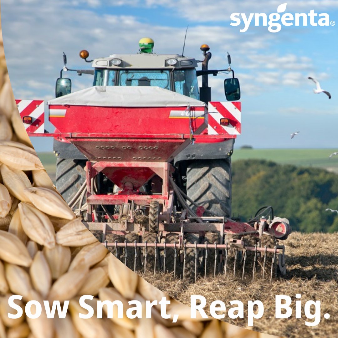 SyngentaUK's tweet image. The thoughts of some growers in England are turning to early #springbarley drilling 🚜 What do you need to be conscious of if this is something you're considering? 🤔 Read this article to find out more! ✨ bit.ly/3D5X15c ✨
