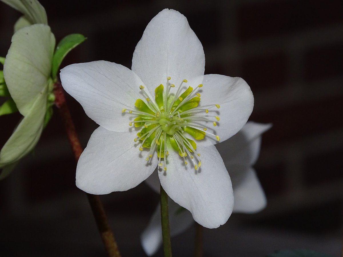 Helleborus niger, die Christrose, blüht im Winter❄️ mit imposanten weißen Blüten 🌼 und heißt deshalb auch Schneerose. Die #Heilpflanze🌿 wird auch in der #Homöopathie👍 bei verschiedenen Krankheiten angewendet. Wir wünschen euch einen schönen zweiten Advent 🕯️🕯️. #Globuli