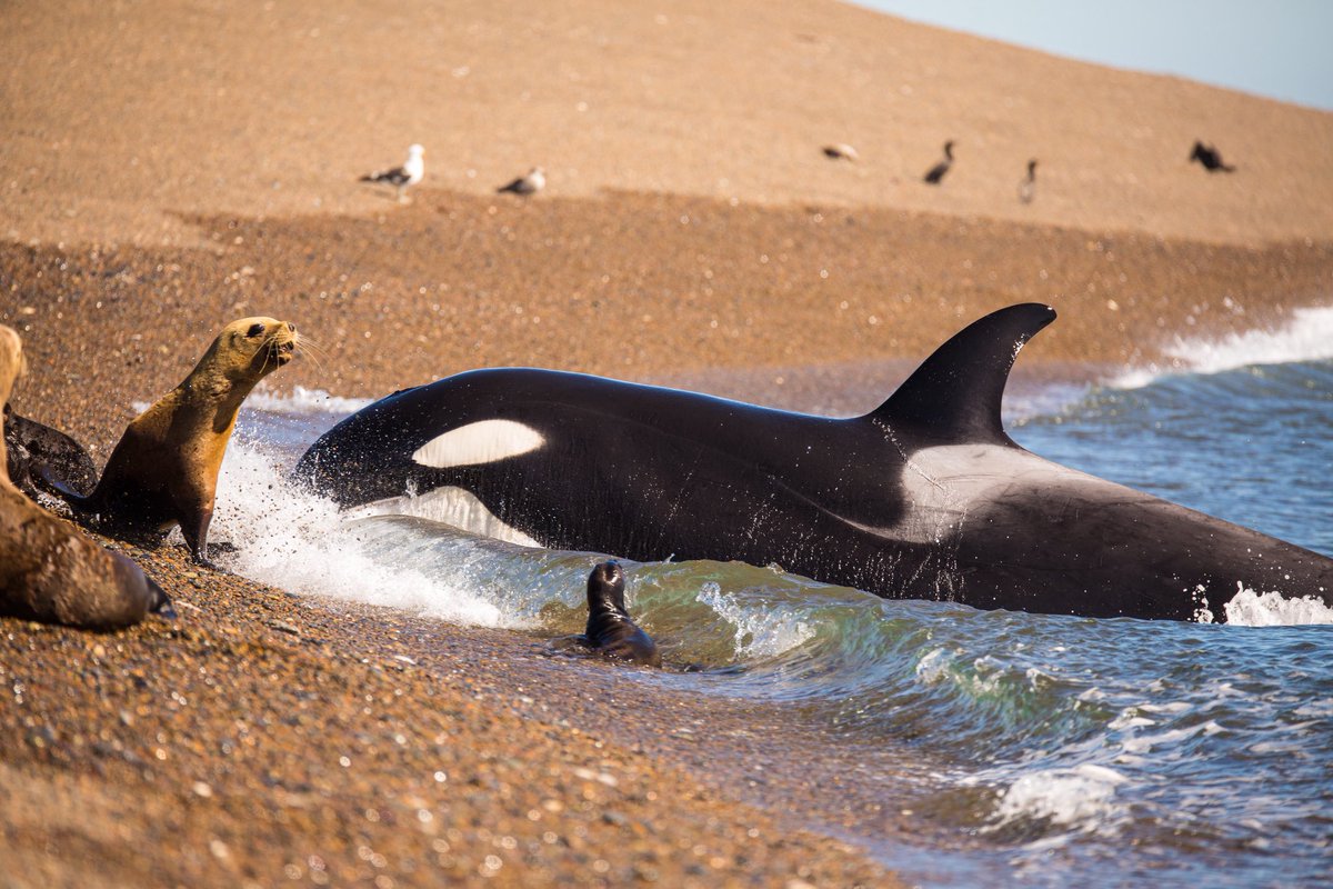 trevifede's tweet photo. Orcas @ Punta Norte - Patagonia Argentina 🇦🇷 #orcas #killerwhale #freeorca #wildlife #nature #peninsulavaldes #puntanorte #patagonia #argentina #madryn https://t.co/iQ9av4JUqb