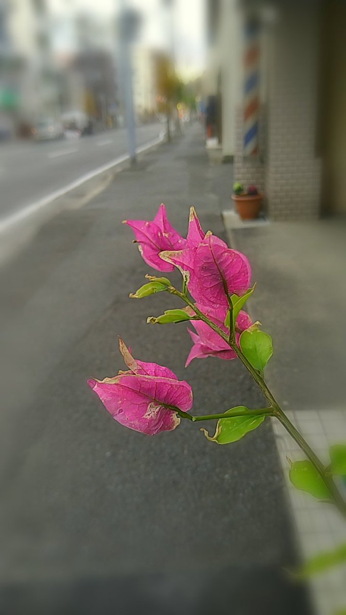 Natsuwa4's tweet photo. 苛立ちや
怒りに心
支配され
他人にあたる
この未熟者
　
I am an immature person who is ruled by frustration and anger and hits others who speak to me.
　
#TankaModoki.
#SelfCommandments
#短歌モドキ
#自戒 https://t.co/Jgtu5C1TYm