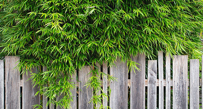 JardinezPlanfor's tweet photo. Focus sur le #Fargesia robusta : LE #bambou décoratif et non envahissant !
Grâce à ses racines non traçantes, il s'intègre parfaitement à tous les types de #jardins et #aménagementsextérieurs.
Découvrez nos variétés de Bambou Fargesia robusta : 
-> https://t.co/9Z9HgB7jCq https://t.co/cSSyrVUlhf