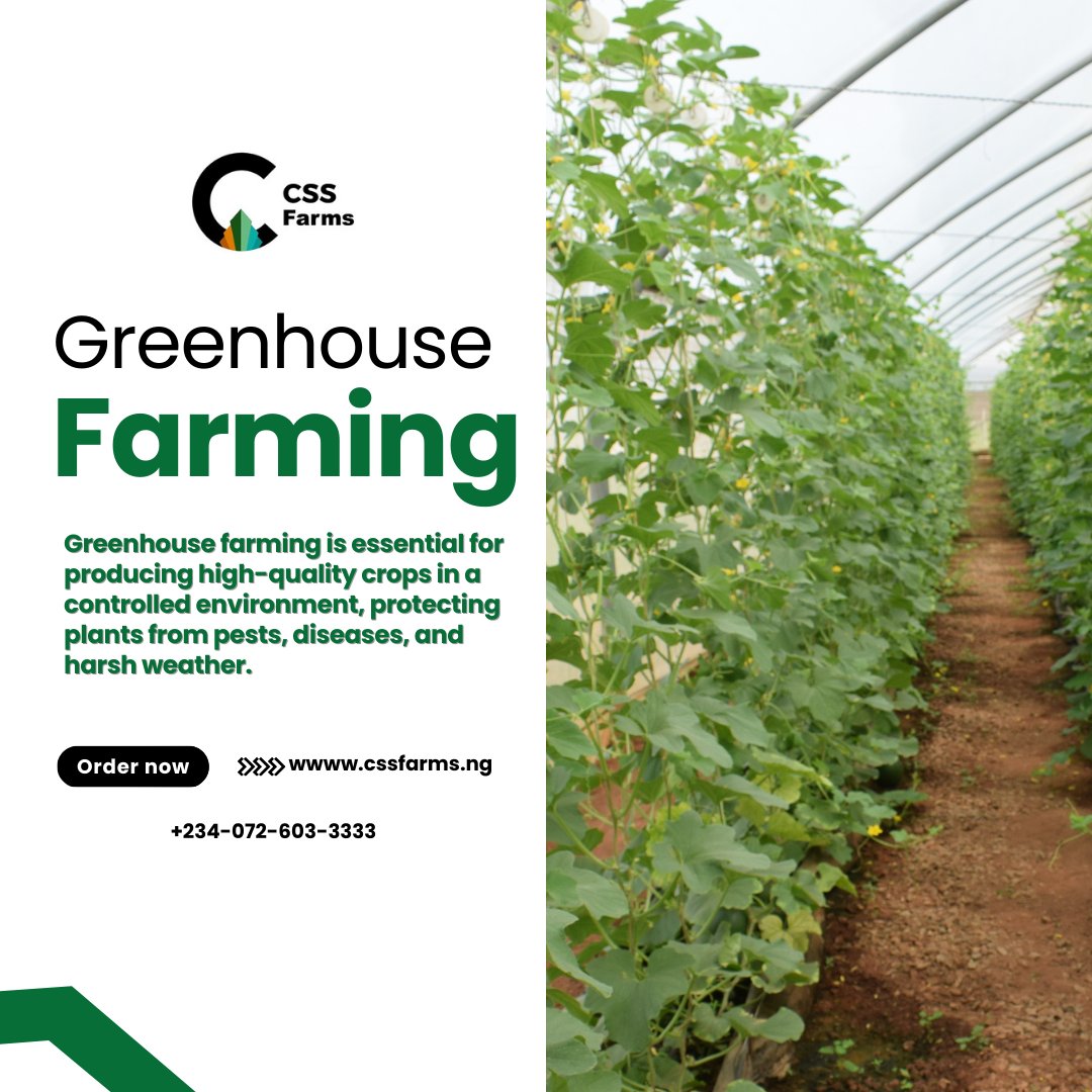 cssfarmng's tweet photo. Where innovation meets nature! 🌱 At CSS Global Integrated Farms, our greenhouse section ensures year-round cultivation of fresh, high-quality produce in a controlled and sustainable environment. Growing for today, nurturing for tomorrow. 🌿✨ #GreenhouseFarming #SustainableAgric https://t.co/VlCNdE1hM0