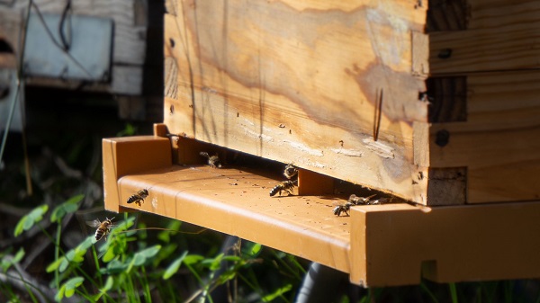 IndeGranada's tweet photo. Una 'PCR' para abejas
Investigadores trabajan en un sistema para la detección rápida de enfermedades en las colmenas. #Beerisk, un proyecto que explica @CoopsAgroGRA
👇👇👇
https://t.co/XUhbNI6KeI https://t.co/ANz7kpsXny