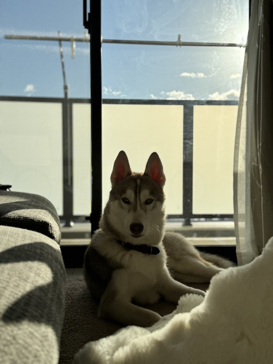 vodkadayo's tweet photo. 最近貫禄が出てきたって言われるよ🐺✨ https://t.co/MUPQ7ZzAGC