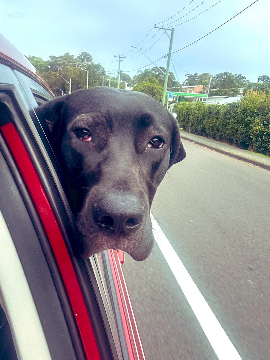 NewyBeachBum's tweet photo. Finally got the big fella out this arvo. 

Eye surgery last week and he’s been on house arrest since. It’s good to be back at the park. 

#JackBlack #DogDayOut #FreeJackBlack 🖤 https://t.co/A6QcsEFpMv