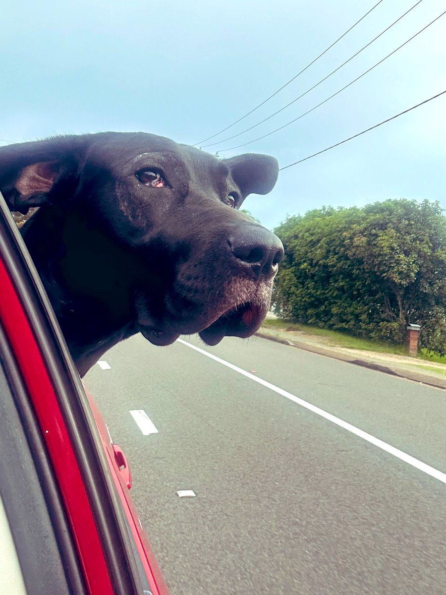 NewyBeachBum's tweet photo. Finally got the big fella out this arvo. 

Eye surgery last week and he’s been on house arrest since. It’s good to be back at the park. 

#JackBlack #DogDayOut #FreeJackBlack 🖤 https://t.co/A6QcsEFpMv
