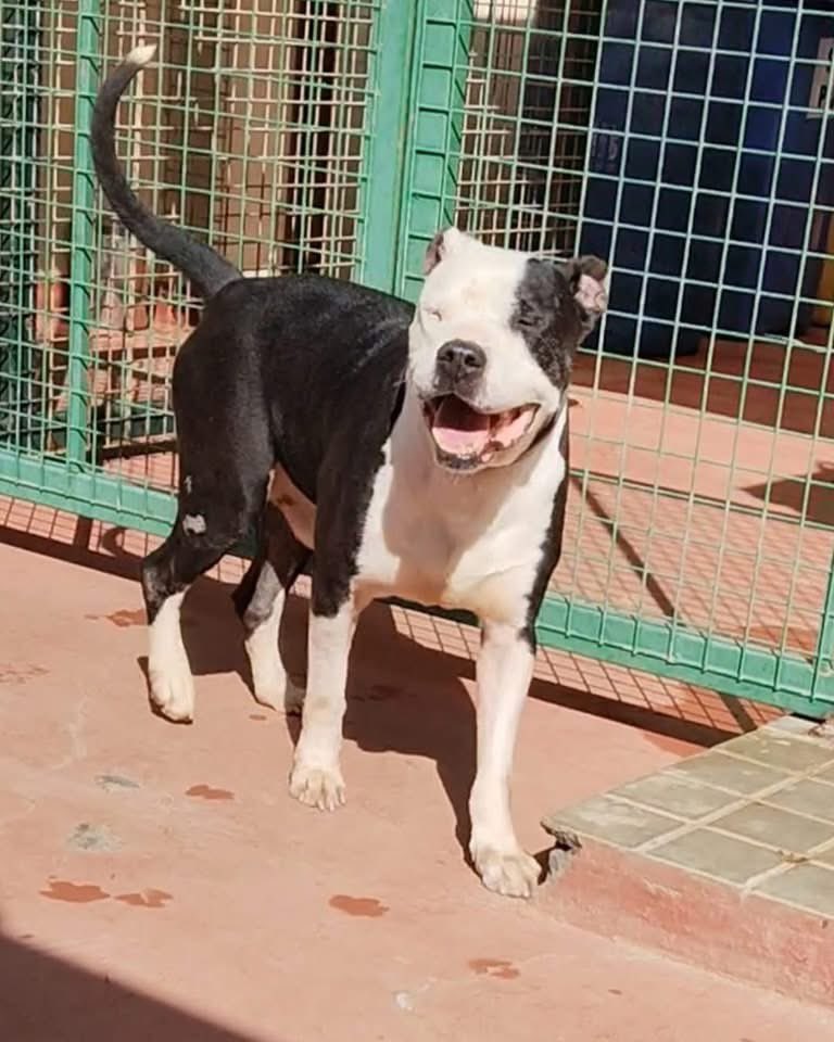 DUQUE es cariñoso, atento y sociable. Conoció el calor del cariño de un hogar y por cosas de la vida fue separado de su familia junto con su compañero TYSON
Es un gran compañero, solo espera una familia que lo quiera, lo cuide y lo proteja. Si pudiese ser con Tyson sería genial.