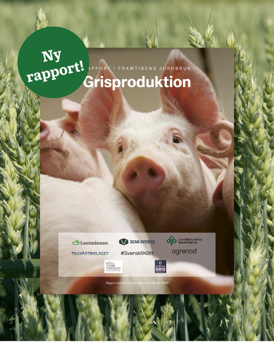 Ny rapport om framtidens grisnäring! 🐖🌱 

Tillsammans med Scan, Sveriges Grisföretagare, LRF, Agronod, Tillväxtbolaget och Kött och Charkuteriföretagen tar vi nästa steg mot framtidens jordbruk!

Läs mer om hur vi ställer om tillsammans brnw.ch/21wPel5