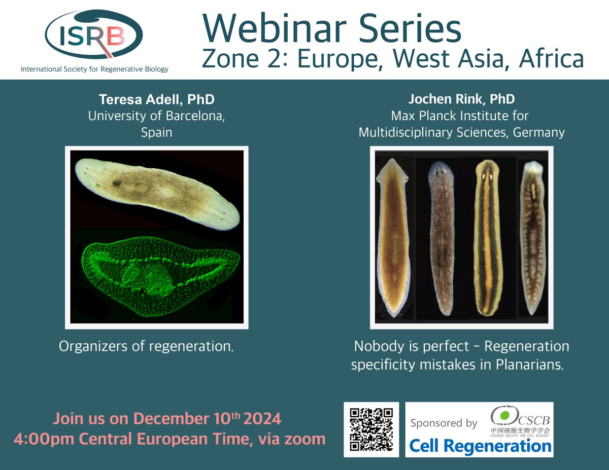 🚨ISRB Webinar - Europe, West Asia, Africa 📷December 10th, 4pm Central European Time, featuring Teresa Adell <a href="/planlab_bcn/">Planarian Lab UniBarcelona</a> and Jochen Rink <a href="/rinklab/">Rink Lab</a> 
on #PlanarianRegeneration