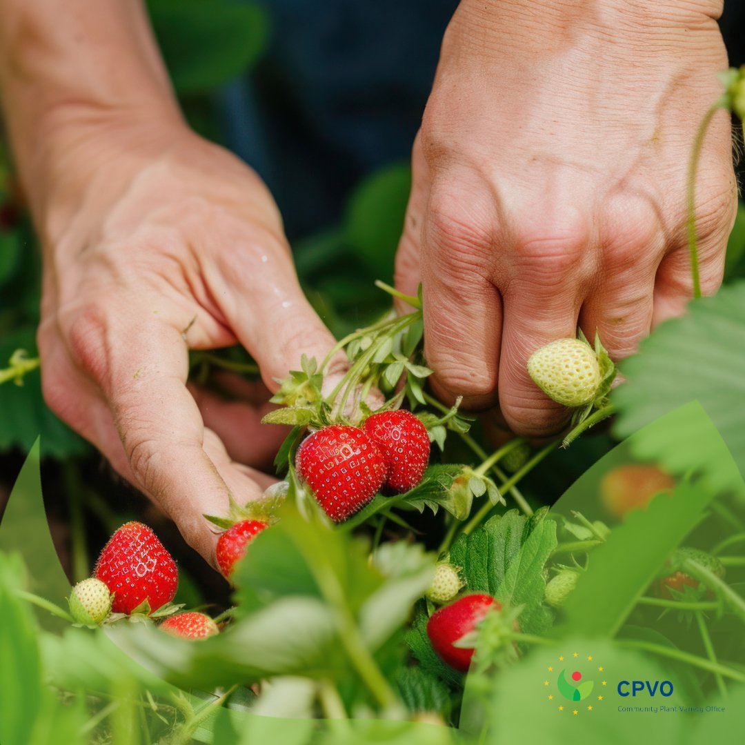 🌱 Better strawberries for all! A recent study highlights the importance of advanced breeding in meeting grower and consumer needs. At CPVO, we protect 796 varieties within the Fragaria Genus, ensuring farmers and breeders thrive in a competitive market.🍓lnkd.in/dhxW3QcN