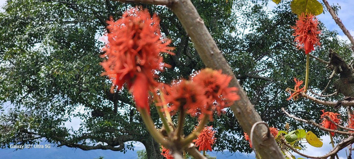 JimmyPith's tweet image. It's a fence, a flower 🌼 and adrug to the livestock