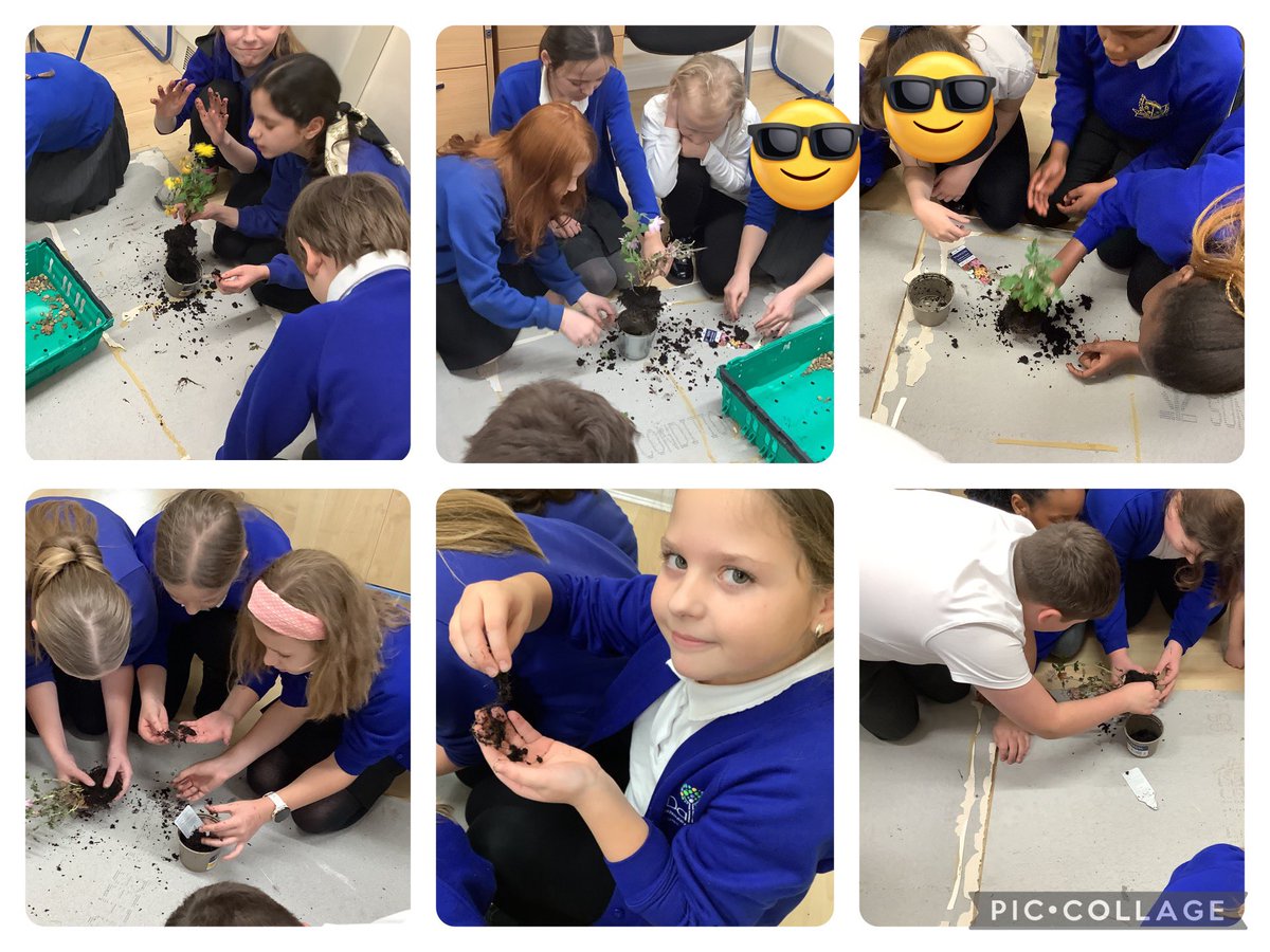 OakDallamCPS's tweet photo. As part of investigating how plants have adapted to survive in our local area, we studied their roots.
#DallamScience https://t.co/3qWRQkrp2R