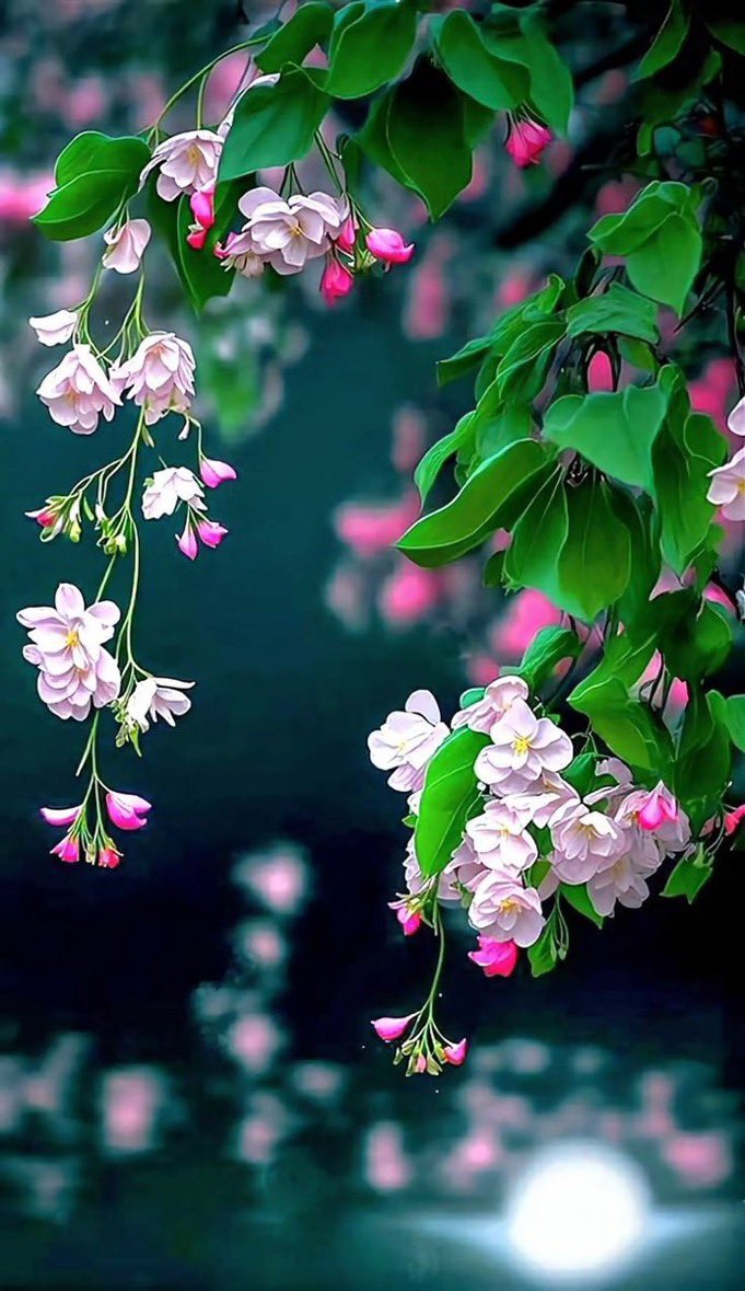 Shahzadafzal898's tweet photo. Good afternoon 

X Creators https://t.co/C0oZfF7QNU