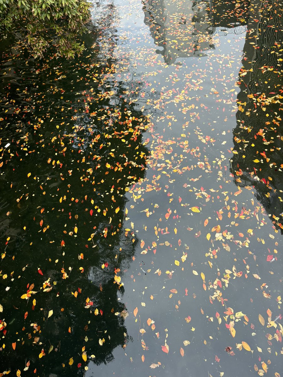 福岡天神中央公園の紅葉は今がピーク！