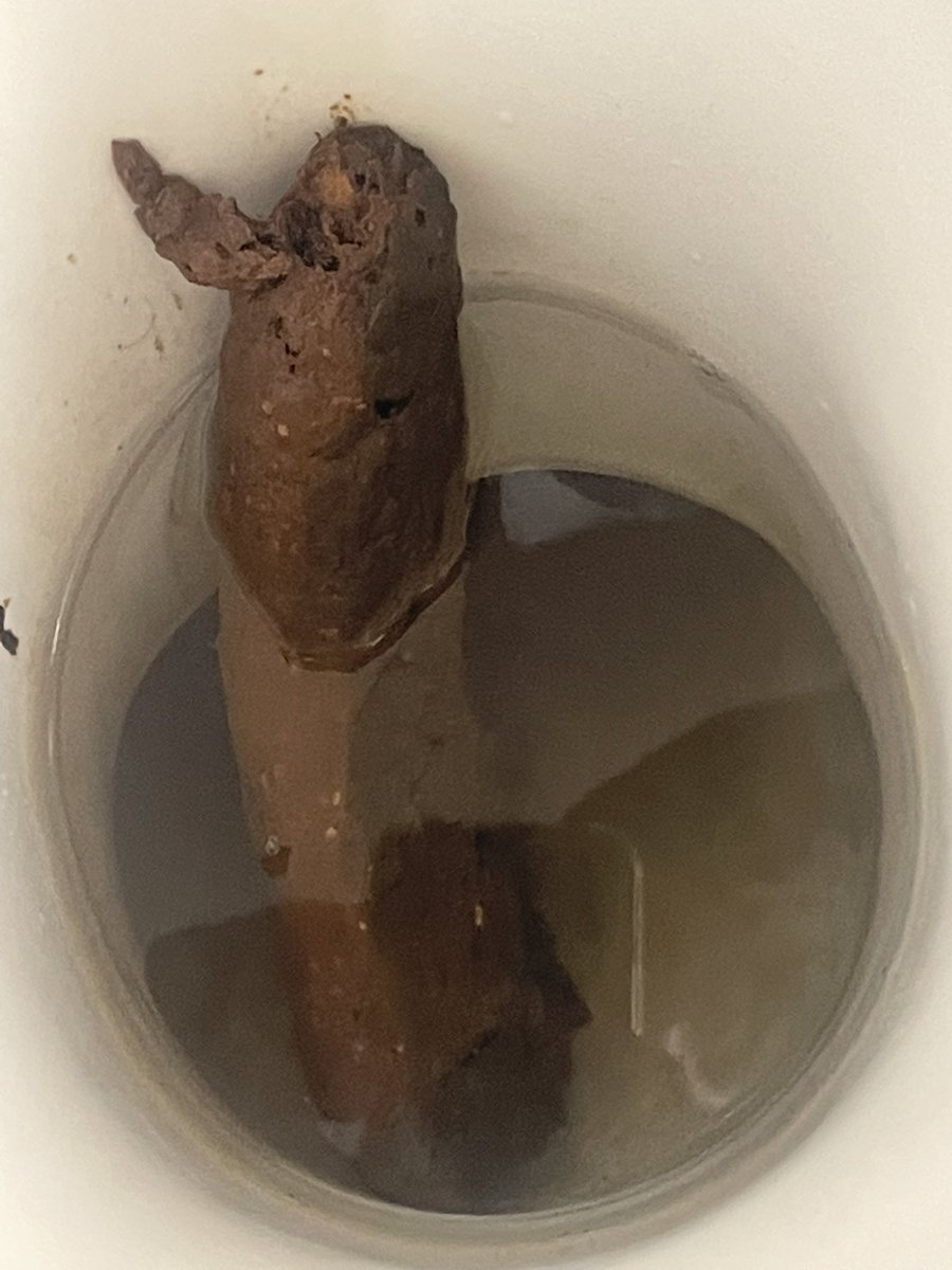 hairymuscl's tweet photo. 💩Who would like to swallow my morning dump?
#gayscat #eatshit #shitfeeder #scatswallowing #scat #shiteater #humantoilet #gaytoilet #scatvids #kinkygaysex #scatbook #blackgayscat #shiteater #scatsex #gayfilth #scat #deeprimmer #deeprimming #asseating #asseater #gaywc https://t.co/QsWitAAT64