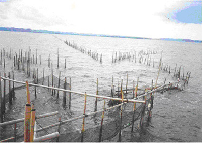 Stonefishweirs's tweet photo. Lintau is a traditional #Brunei inshore #fishweir /#fishtrap used for catching fish, crab, prawn along the river & inshore area. Most are made from bamboo strips, mangroves poles or fine mesh nets. Commonly used in shelter bays and near coastal mangroves. 1/7 https://t.co/W1tkFrM8NS