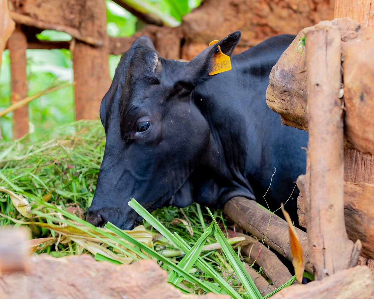 SparkMG's tweet photo. Residents in 249 villages are making remarkable strides through the #ACEProject. From motorbikes to livestock farming and loaning projects, these community-driven initiatives are improving lives and strengthening economies. 2/3
@RwandaLocalGov https://t.co/thTw6PCgnw
