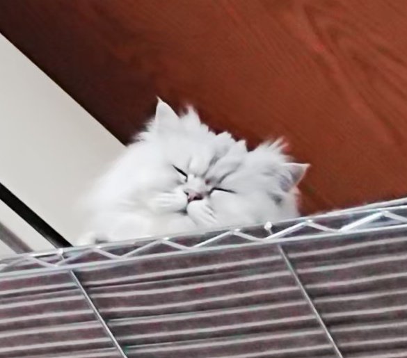 the_la_mey's tweet image. #ぬいフェス で #ぼうねこ もお迎えした！感触もちフワでかわい〜！！うちの如虎(にょこ)に激似でほしすぎた！