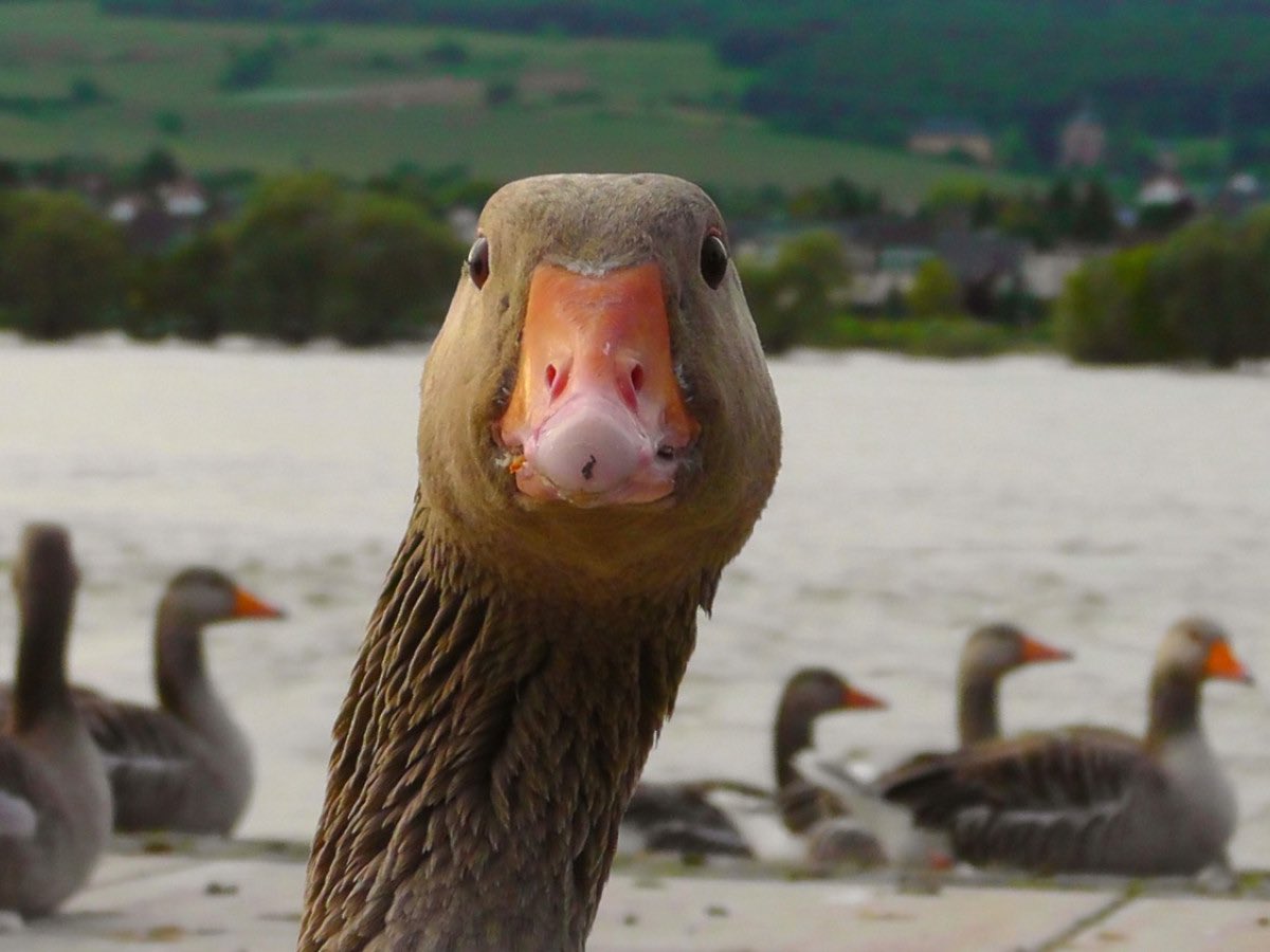 Number10cat's tweet photo. On the sixth day of Christmas my true love sent to me, six geese-a-laying, FIVE GOLD RINGS, four colly birds, three French hens, two turtle doves and a partridge in a pear tree. Goose, colly bird, hen, turtle dove, partridge and pear omelette. Yum. https://t.co/jLOwVSSmH8